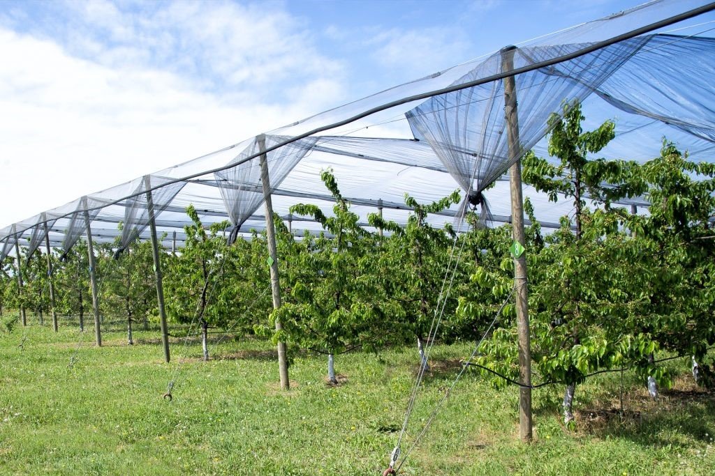 Fruit Orchards Protection Systems